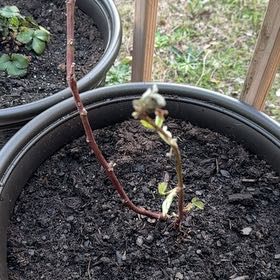Photo of the plant species Triple Crown Blackberry by @Wardolly named Delilah on Greg, the plant care app