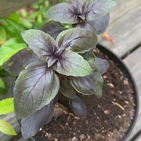Photo of the plant species Purple Basil by @Wardolly named Madonna on Greg, the plant care app