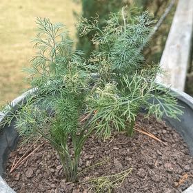 Photo of the plant species Dill by @Wardolly named Demi on Greg, the plant care app