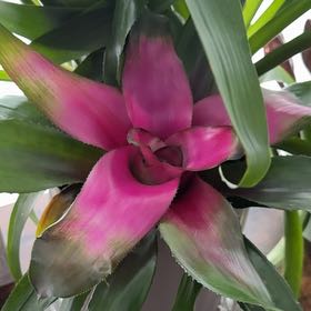 Photo of the plant species Neoregelia by @Wardolly named Austen on Greg, the plant care app