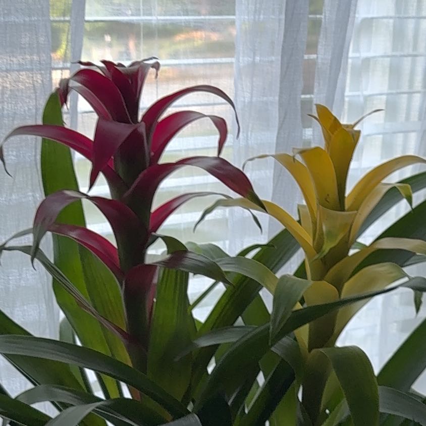 Photo of the plant species Guzmania Bromeliad by @Wardolly named Naomi on Greg, the plant care app