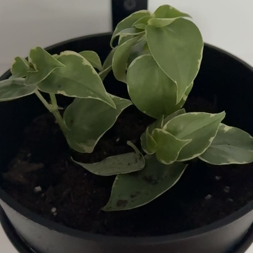 Photo of the plant species Variegated Peperomia Scandens by @Wardolly named Taylor Swift on Greg, the plant care app