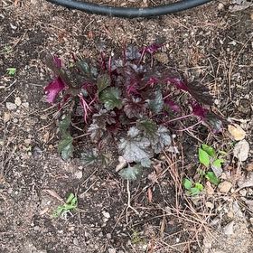 Photo of the plant species Coral Bells by @Wardolly named Elina on Greg, the plant care app