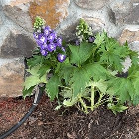 Photo of the plant species Delphinum by @Wardolly named Sonora on Greg, the plant care app