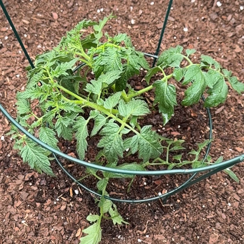 Photo of the plant species Cherokee Purple Tomato by @Wardolly named Tolkien on Greg, the plant care app