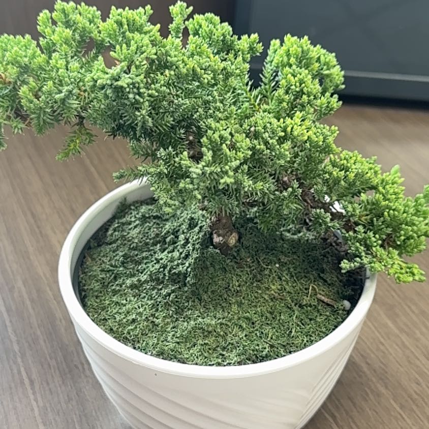 Photo of the plant species Blue Star Juniper by @Wardolly named Totoro on Greg, the plant care app