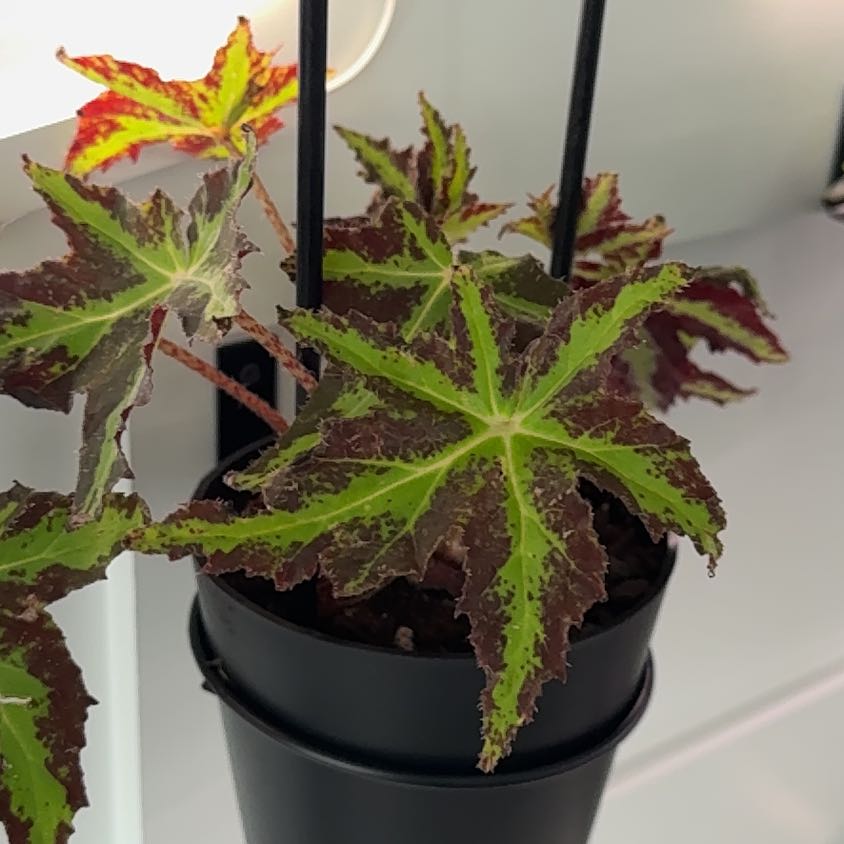 Photo of the plant species Begonia 'Nebula Zeta' by @GthGf named Ziggy on Greg, the plant care app