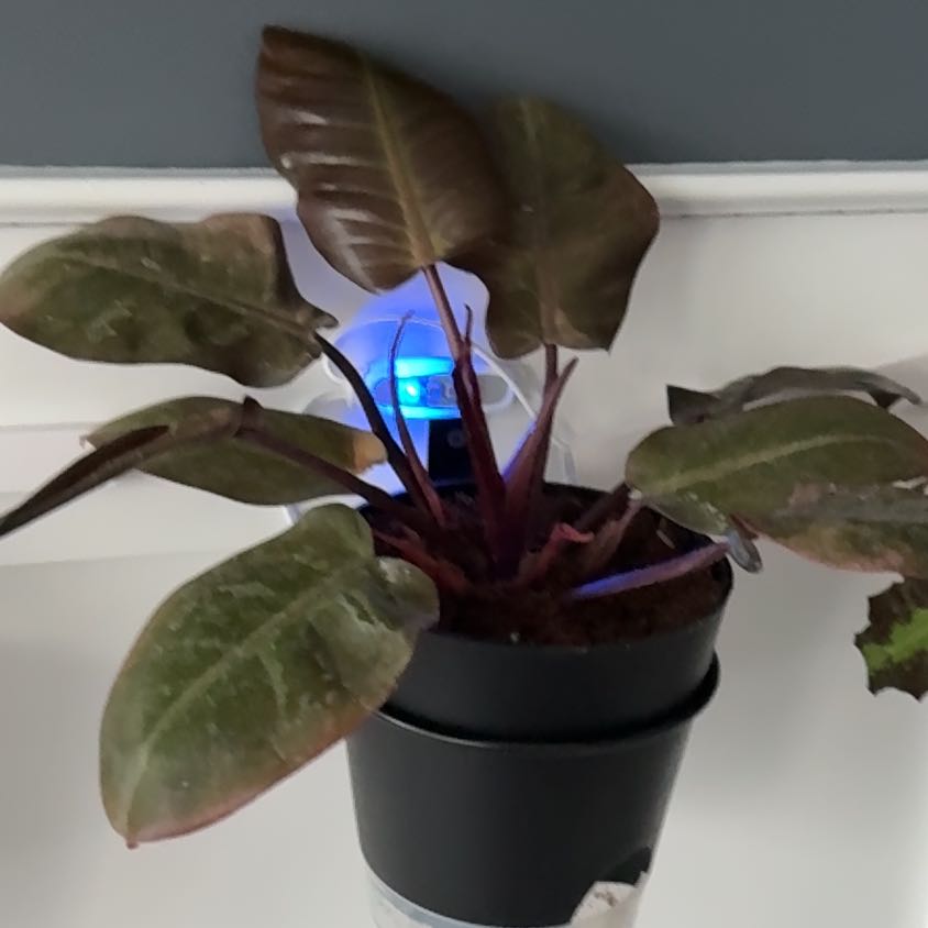 Photo of the plant species Philodendron 'Black Cardinal' by @GthGf named Cesare on Greg, the plant care app