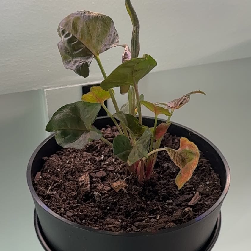 Photo of the plant species Syngonium 'Maria Allusion' by @GthGf named Artemis on Greg, the plant care app