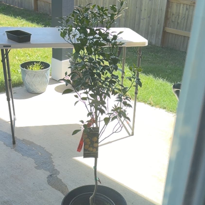 Photo of the plant species Ponkan Mandarin Tree by @WisePokaka70 named Ponkan mandarin on Greg, the plant care app