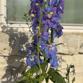 Photo of the plant species Candle Larkspur by @WisePokaka70 named Harper on Greg, the plant care app