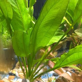 Photo of the plant species American Water Plantain by @HotSeaoats6 named Huckleberry Fern on Greg, the plant care app