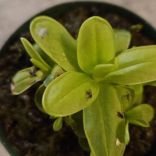 Photo of the plant species Primrose Butterwort by @DeanRhubarb64 named Wall-E on Greg, the plant care app