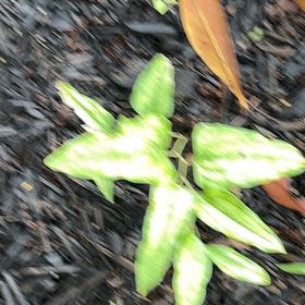 Photo of the plant species Cowvine by @TopJellypalm92 named Planty on Greg, the plant care app