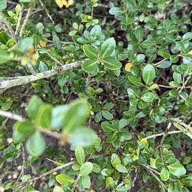 Photo of the plant species Box-Leaved Holly by @TopJellypalm92 named Orlando Bloom on Greg, the plant care app