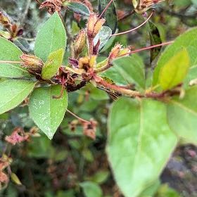 Photo of the plant species Swamp Azalea by @TopJellypalm92 named Maya on Greg, the plant care app