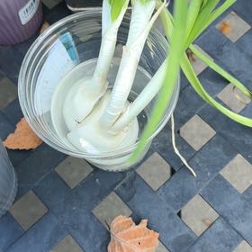 Photo of the plant species Brown Onion by @TopJellypalm92 named Athena on Greg, the plant care app