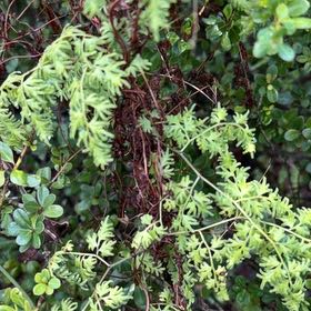 Photo of the plant species Japanese Climbing Fern by @TopJellypalm92 named Daphne on Greg, the plant care app