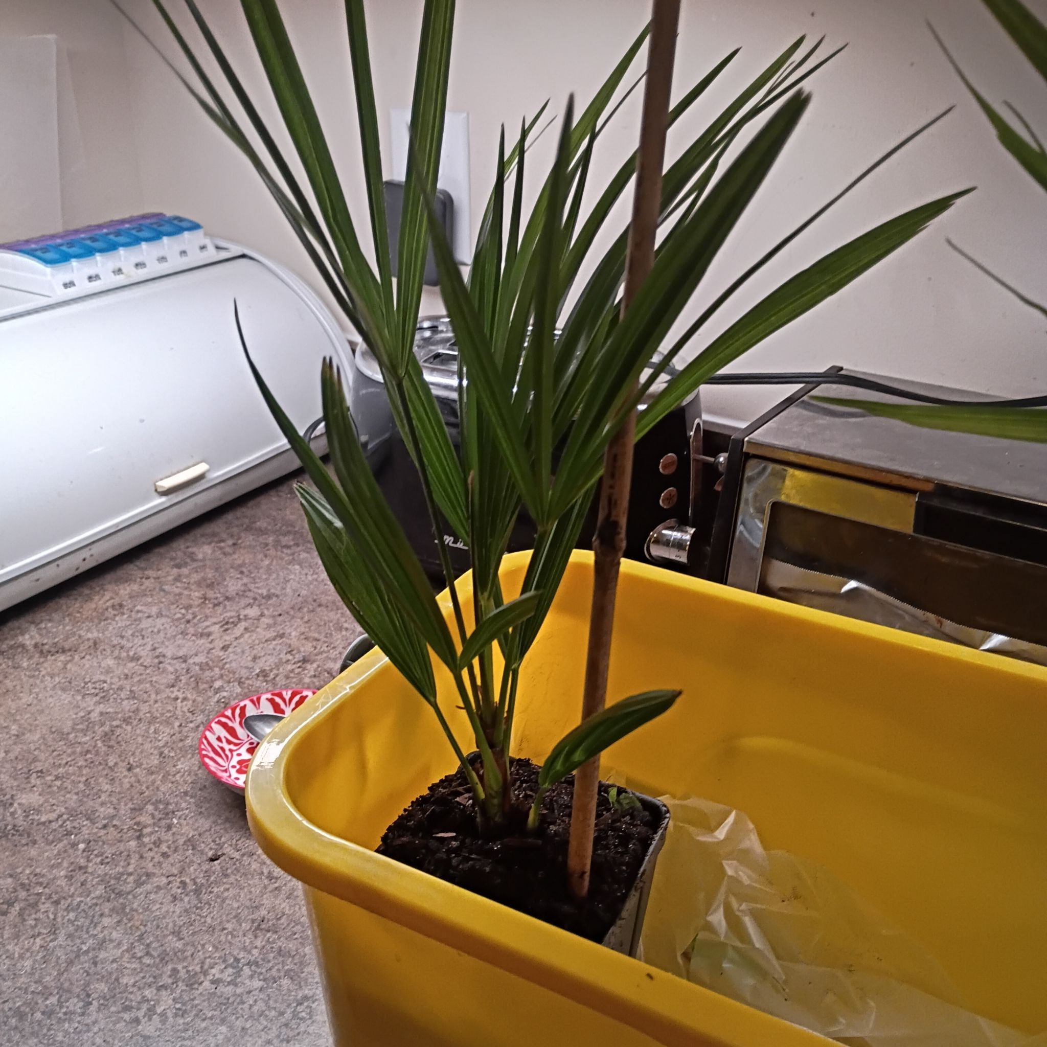 Photo of the plant species Windmill Palm 'Naggy' by @GreatEllisia46 named Naomi on Greg, the plant care app