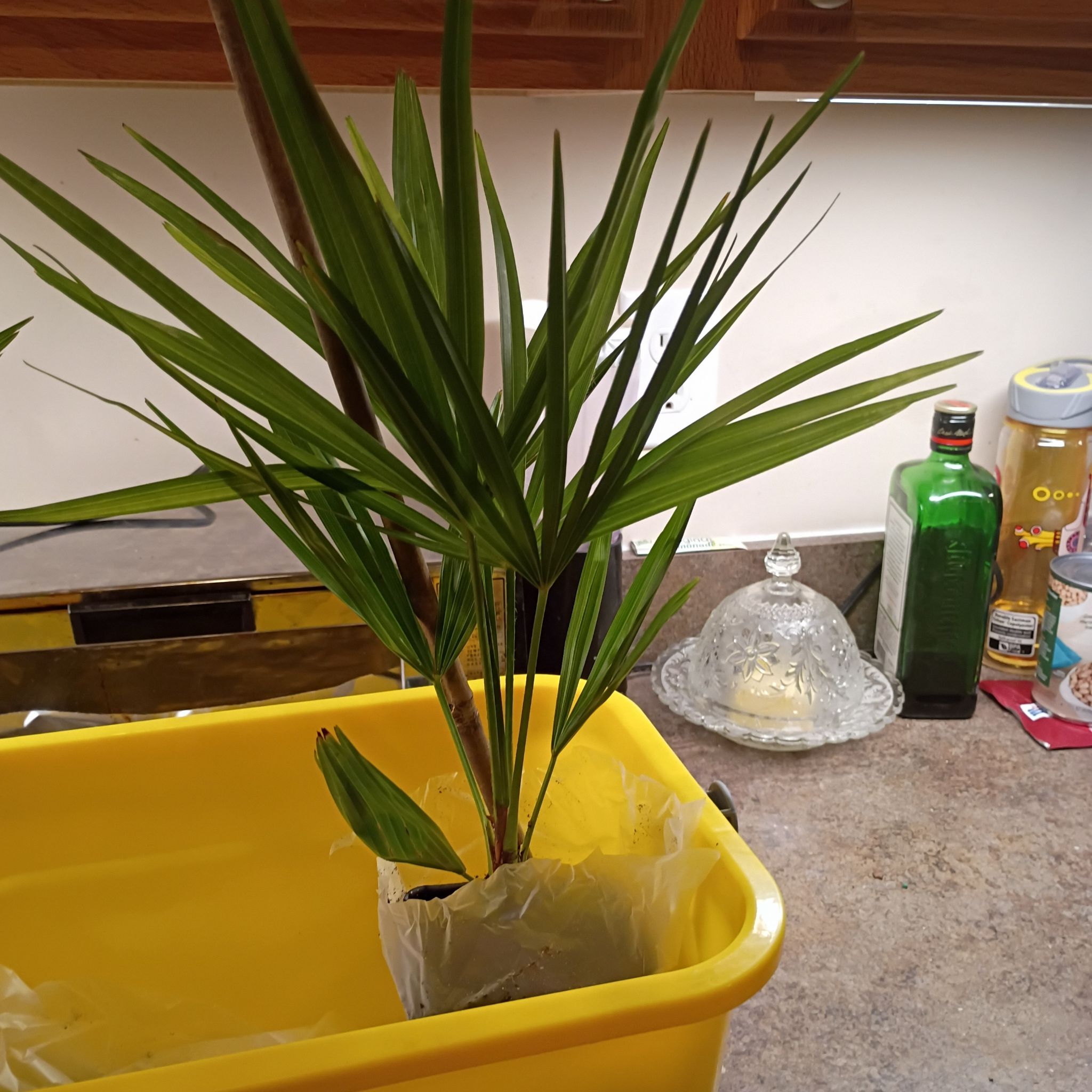 Photo of the plant species Windmill Palm 'Naggy' by @GreatEllisia46 named Apollo on Greg, the plant care app