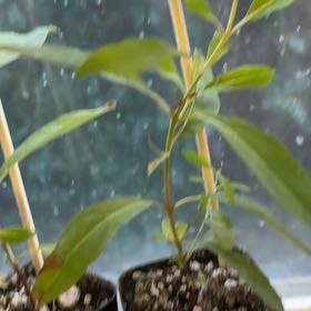 Photo of the plant species Rainbow Gum by @SuaveAlmond57 named Forrest on Greg, the plant care app