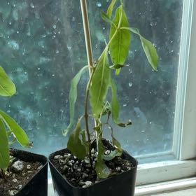 Photo of the plant species Rainbow Gum by @SuaveAlmond57 named Zeus on Greg, the plant care app