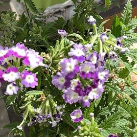 Photo of the plant species Slender Vervain by @CleverOricad named Leonardo on Greg, the plant care app