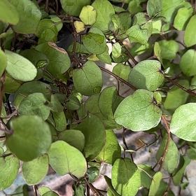 Photo of the plant species Muehlenbeckia Complexa by @CleverOricad named Doja Cat on Greg, the plant care app
