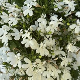 Photo of the plant species Moss Phlox by @CleverOricad named Wall-E on Greg, the plant care app