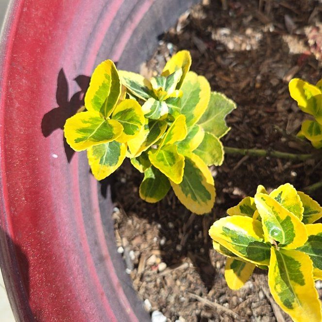 Photo of the plant species Japanese Spindle by @PlayfullyMum32 named ChloroPhil on Greg, the plant care app