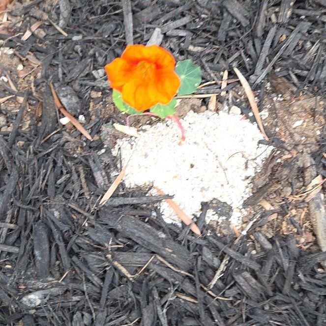 Photo of the plant species Wingpod Purslane by @PlayfullyMum32 named Bieber on Greg, the plant care app