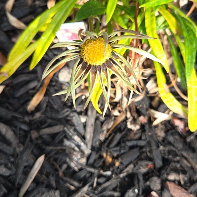 Photo of the plant species Treasureflower by @PlayfullyMum32 named Huckleberry Fern on Greg, the plant care app