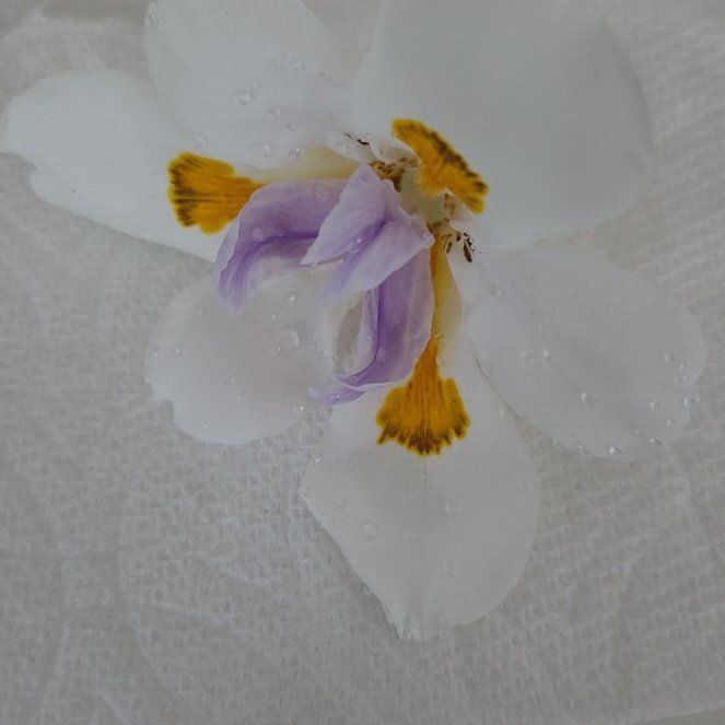Photo of the plant species Fairy Iris by @PlayfullyMum32 named Fernie Mac on Greg, the plant care app