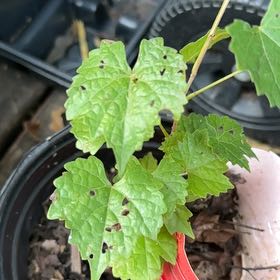 Photo of the plant species Muscadine Grape by @ChummyBaibua91 named Delilah on Greg, the plant care app