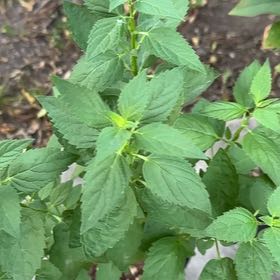 Photo of the plant species Anise-Hyssop by @ChummyBaibua91 named Aristotle on Greg, the plant care app