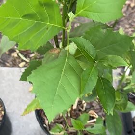 Photo of the plant species American Sycamore by @ChummyBaibua91 named Daphne on Greg, the plant care app