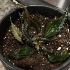 Photo of the plant species Pilea 'Black Mystery' by @ReveredPigfern5 named Tupot amaroot on Greg, the plant care app