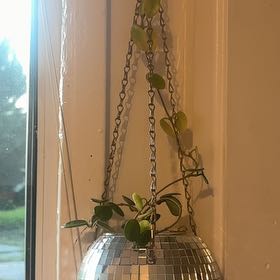 Photo of the plant species Acorn Peperomia by @MaestroPeony17 named Pepper on Greg, the plant care app
