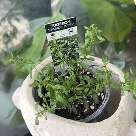 Photo of the plant species Latin American Fleabane by @FairBogarum72 named Wilbur on Greg, the plant care app