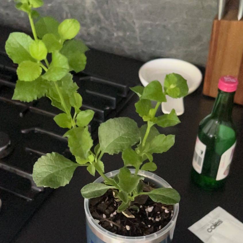 Photo of the plant species Salvia 'African Sky' by @FairBogarum72 named Lebron on Greg, the plant care app