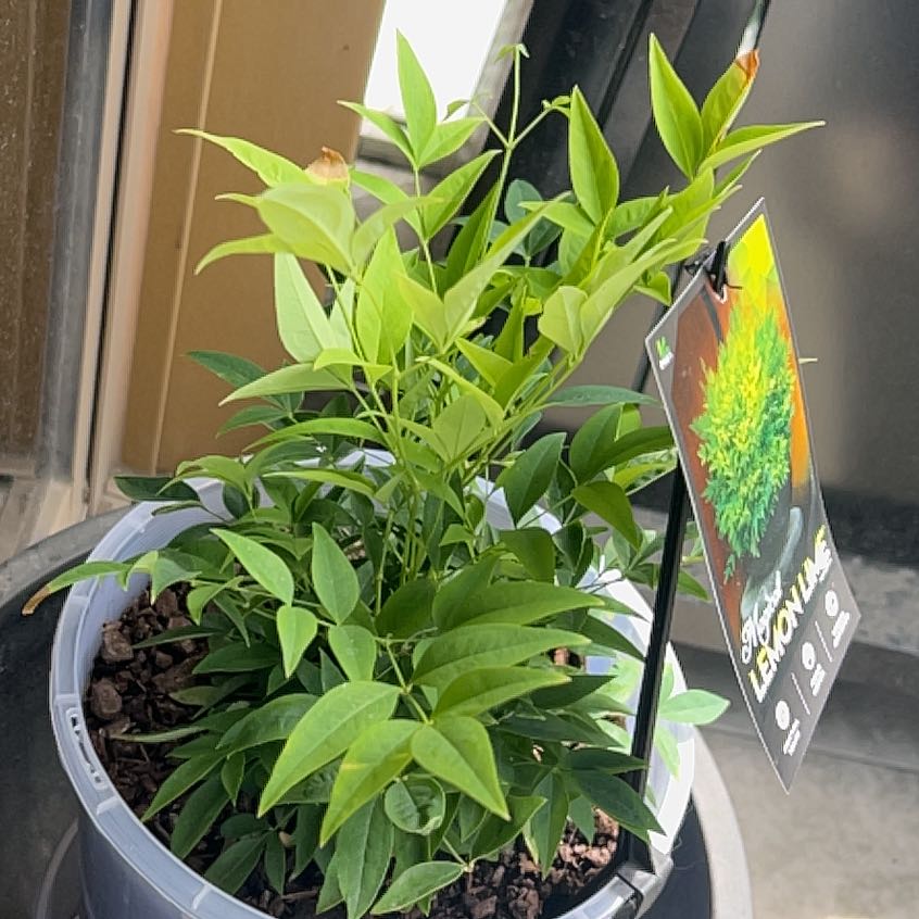 Photo of the plant species Sacred Bamboo by @FairBogarum72 named McKinley on Greg, the plant care app