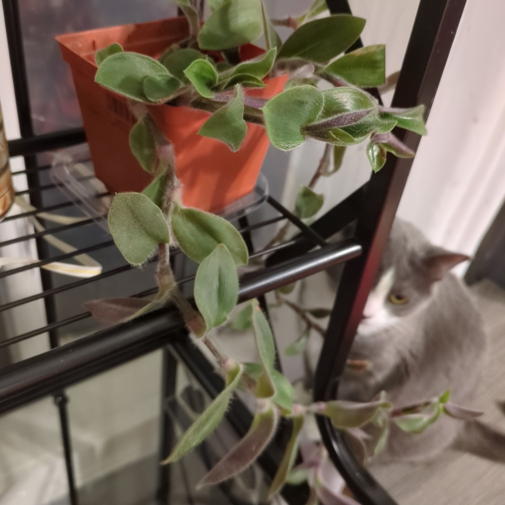 Photo of the plant species Pale Puma by @kisscat74 named Puma Therman on Greg, the plant care app