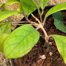 Photo of the plant species Hoya Viola by Gayle named Kylie on Greg, the plant care app