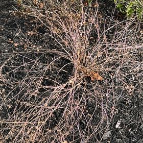 Photo of the plant species Winter Jasmine by @ProAristaloe26 named Austen on Greg, the plant care app