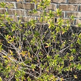 Photo of the plant species Winter Jasmine by @ProAristaloe26 named Surya on Greg, the plant care app