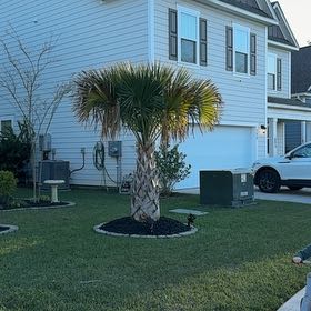 Photo of the plant species Blue Palmetto by @ProAristaloe26 named Peter Parker on Greg, the plant care app