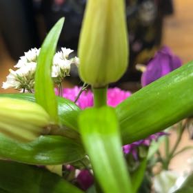 Photo of the plant species Common Bluebell by @QualitySedge89 named Taylor Swift on Greg, the plant care app