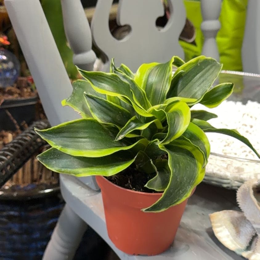 Photo of the plant species Draceana Tornado by @TopKawaka98 named Tornado on Greg, the plant care app