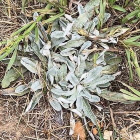 Photo of the plant species Lamb's Ear by @AlwaysAgave69 named Sonora on Greg, the plant care app