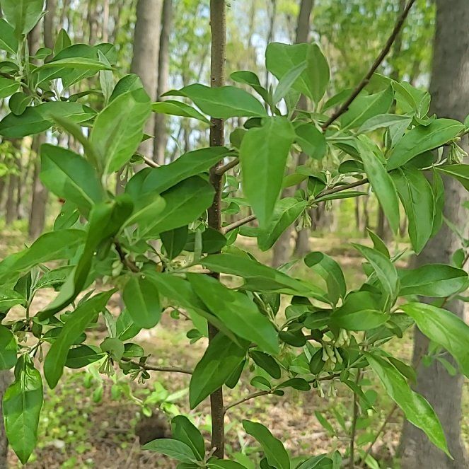 Photo of the plant species Autumn Olive by @QuietDaisy21 named Miley on Greg, the plant care app